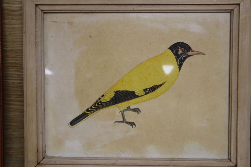 Attributed to Henry Strachan Elton (1841-1934), watercolour, Study of a West Himalayan White Crested Laughing Thrush, 22 x 30cm, a wate